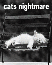 pic for cats nightmare